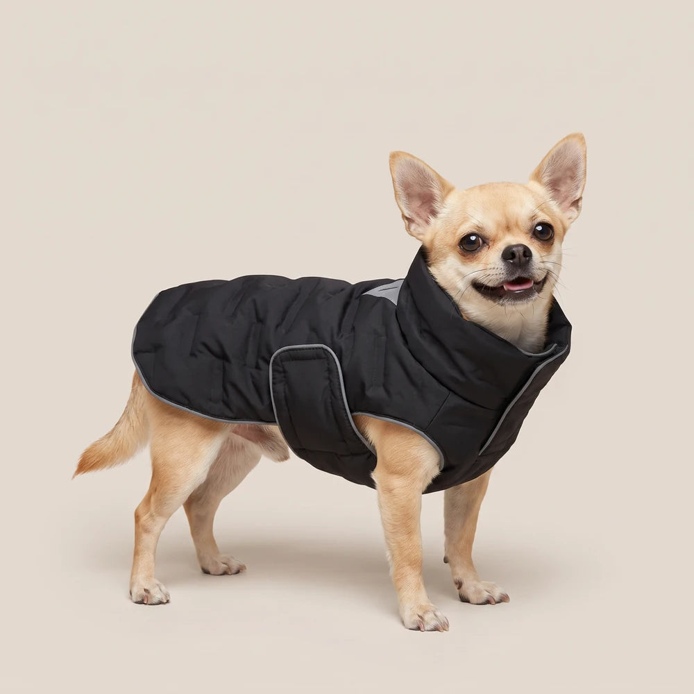Doudoune matelassée pour chien noire, portée par un chihuahua