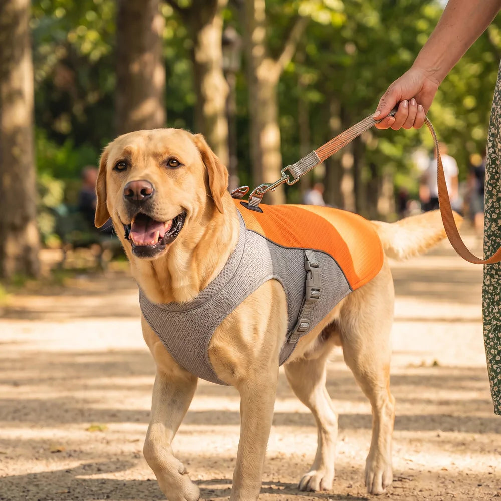 Gilet rafraîchissant pour chien sans gel