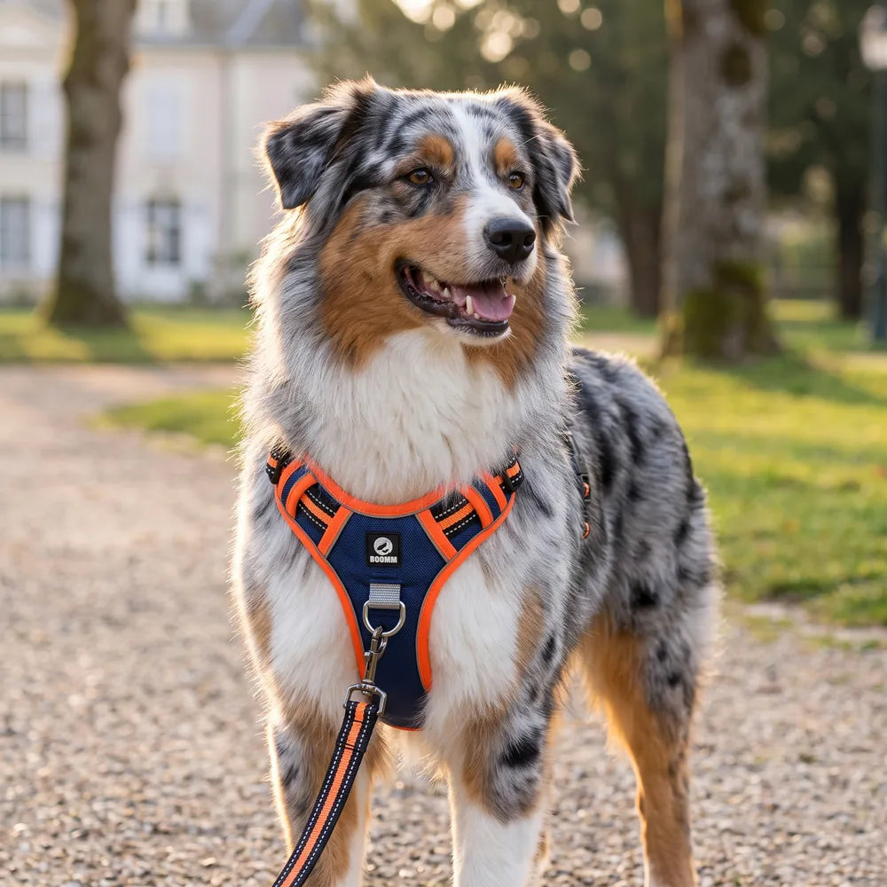 Harnais anti-traction en Y pour chien