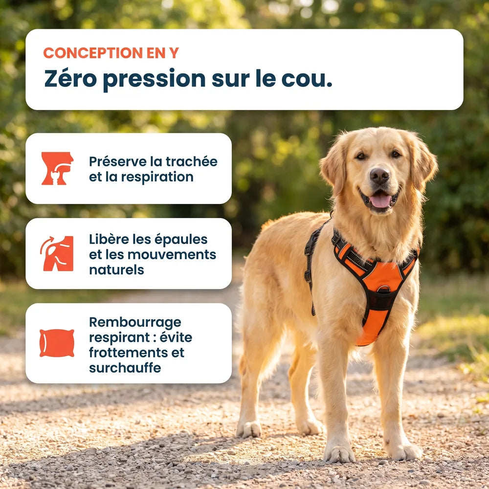 Harnais chien spécial voiture