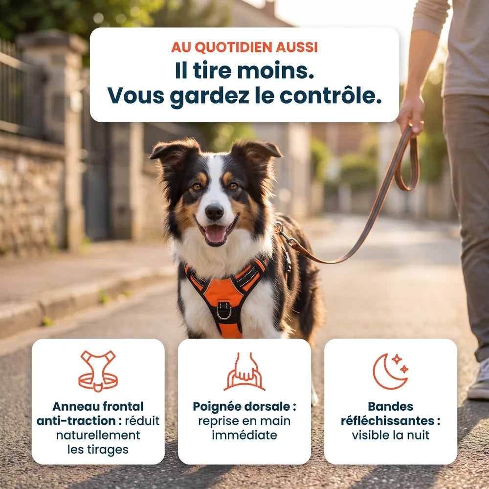 Harnais chien spécial voiture
