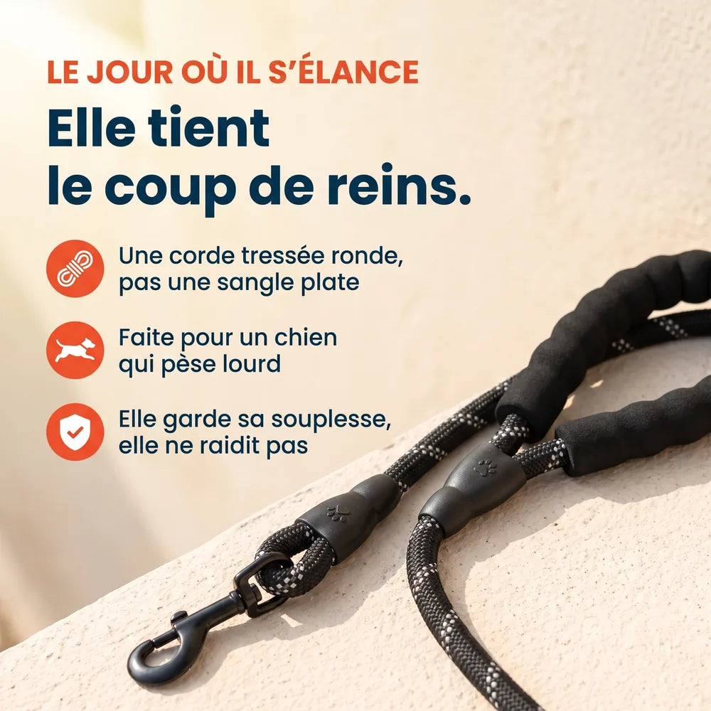Laisse pour chien qui tire