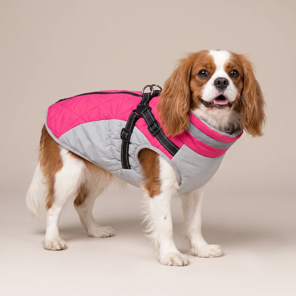 Manteau imperméable pour chien rose avec harnais intégré, porté par un cavalier king charles