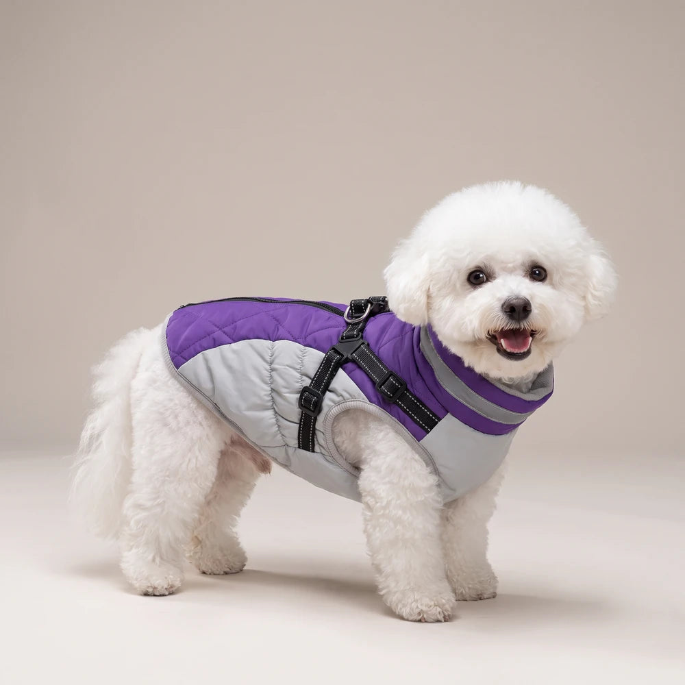 Manteau imperméable pour chien violet avec harnais intégré, porté par un bichon frisé