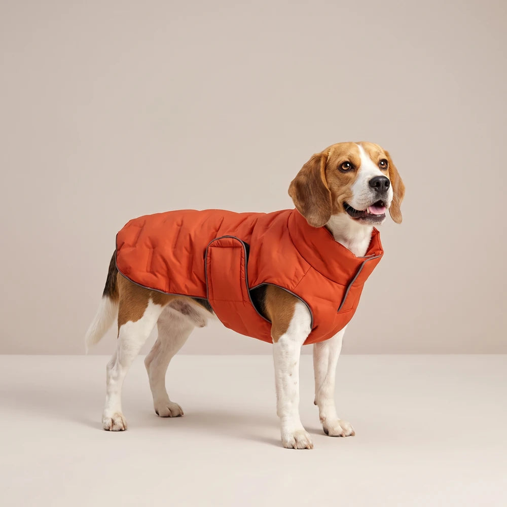 Doudoune matelassée pour chien Dog Trotter orange, portée par un beagle