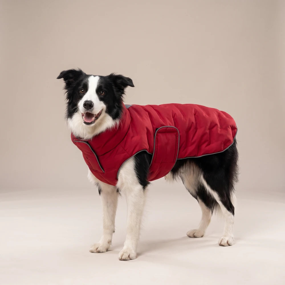Doudoune matelassée pour chien rouge, portée par un border collie