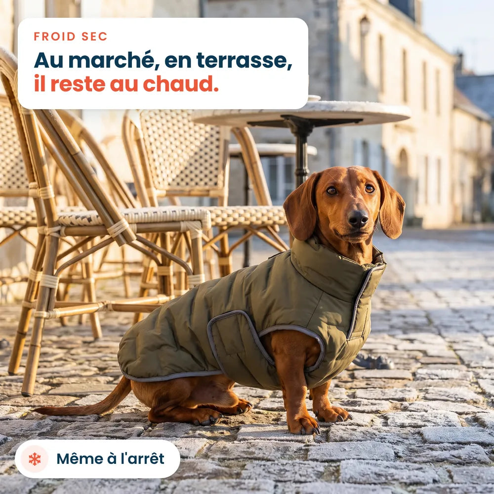 Teckel en terrasse avec une doudoune pour chien kaki, au chaud même à l'arrêt
