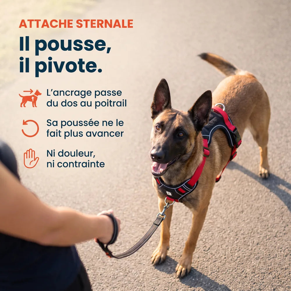 Harnais anti-traction en Y pour chien