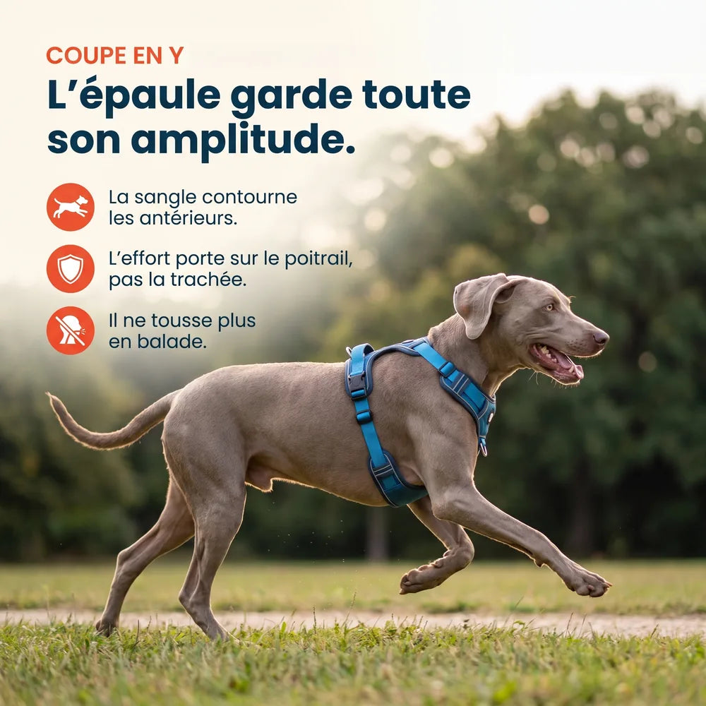 Harnais anti-traction en Y pour chien