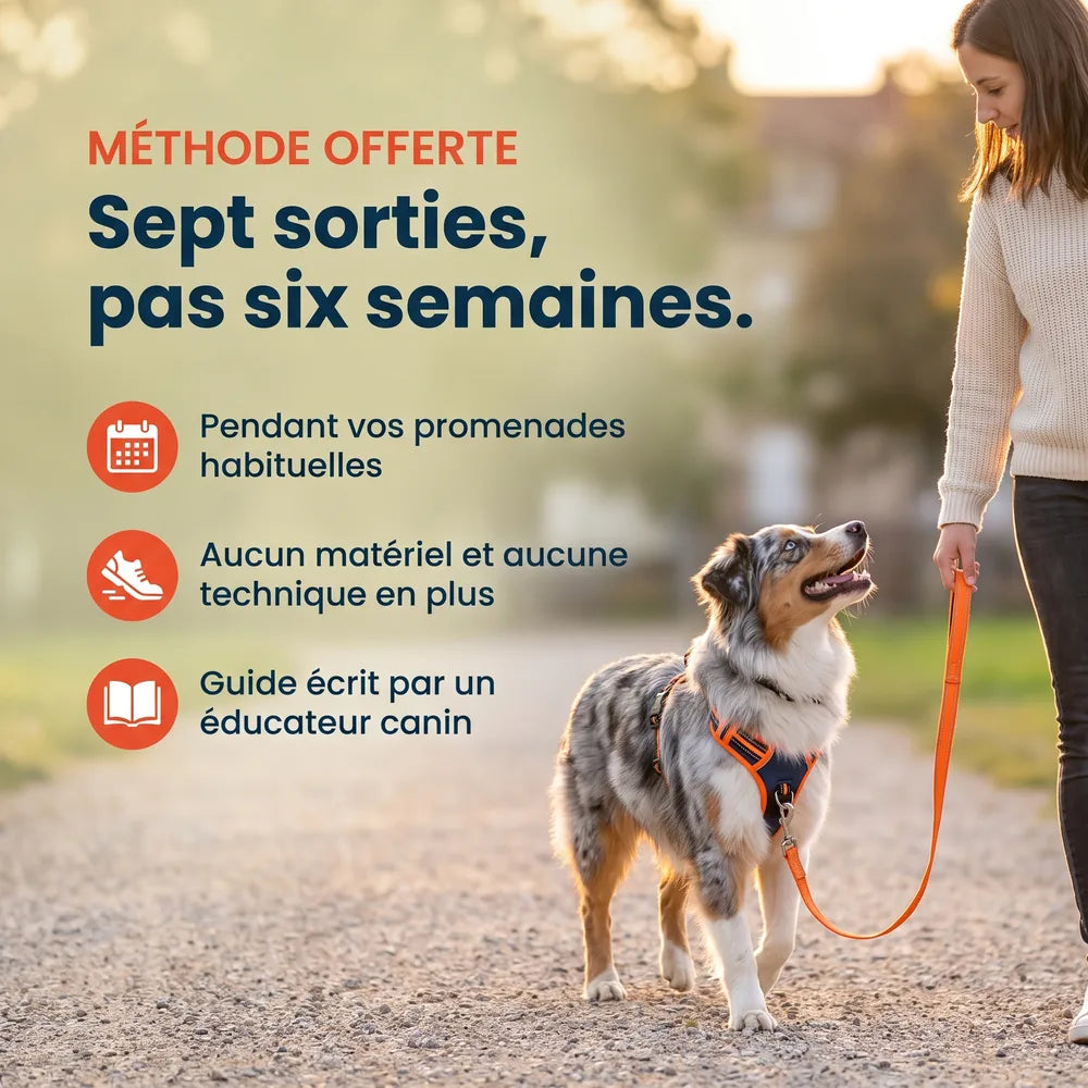 Harnais anti-traction en Y pour chien