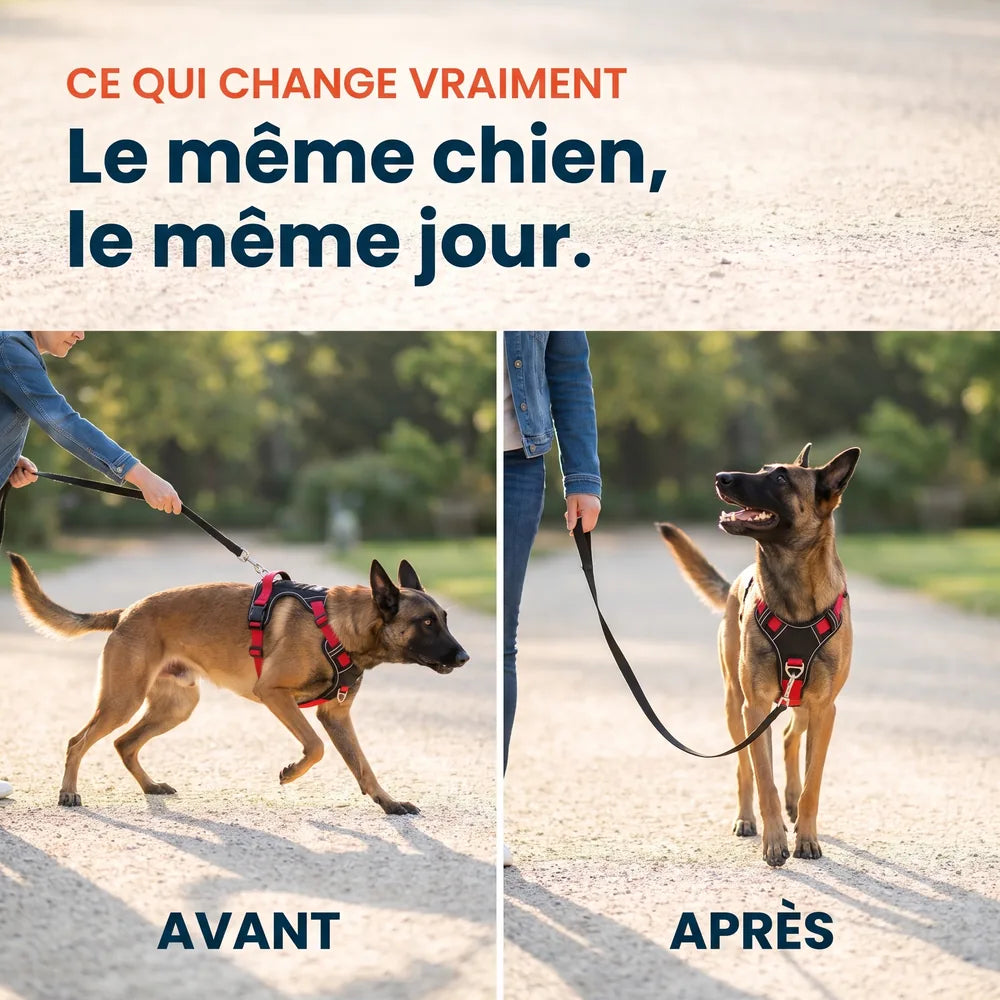 Harnais anti-traction en Y pour chien