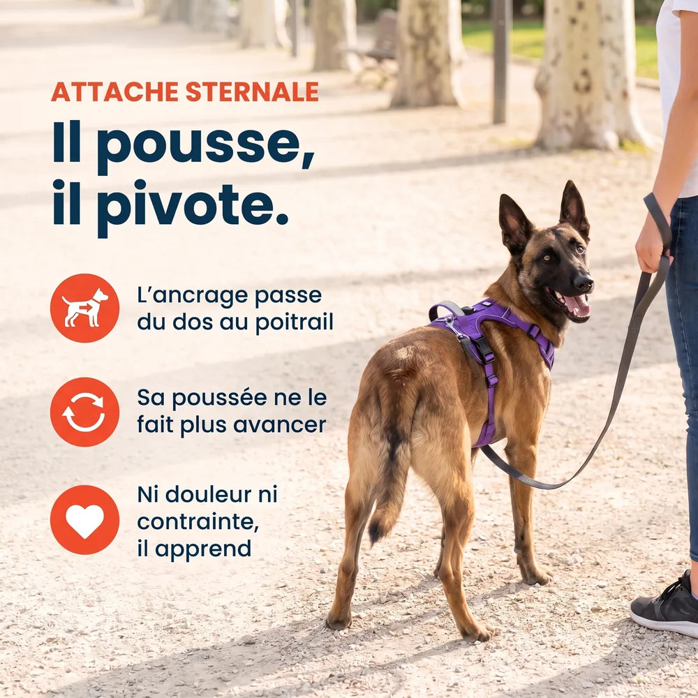 Harnais pour chien anti-traction & anti-fugue