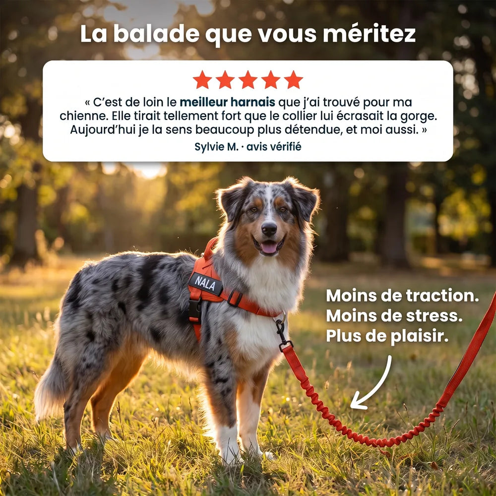 Harnais pour chien anti-traction Dog Trotter™