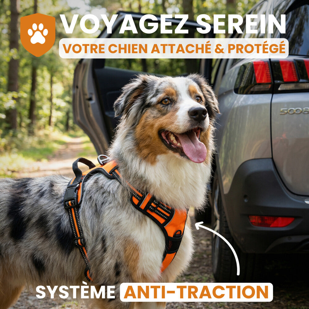 Harnais chien spécial voiture - Dog Trotter™
