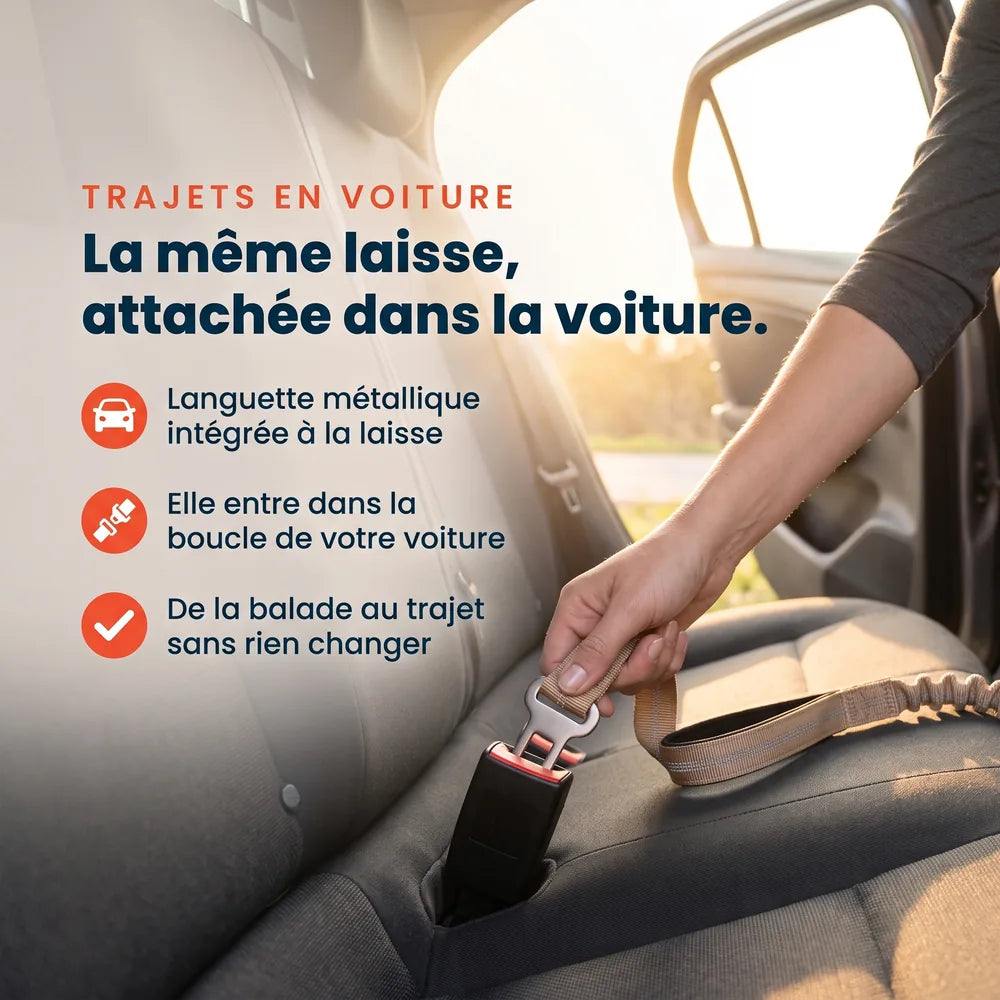 Laisse amortisseur voiture pour chien