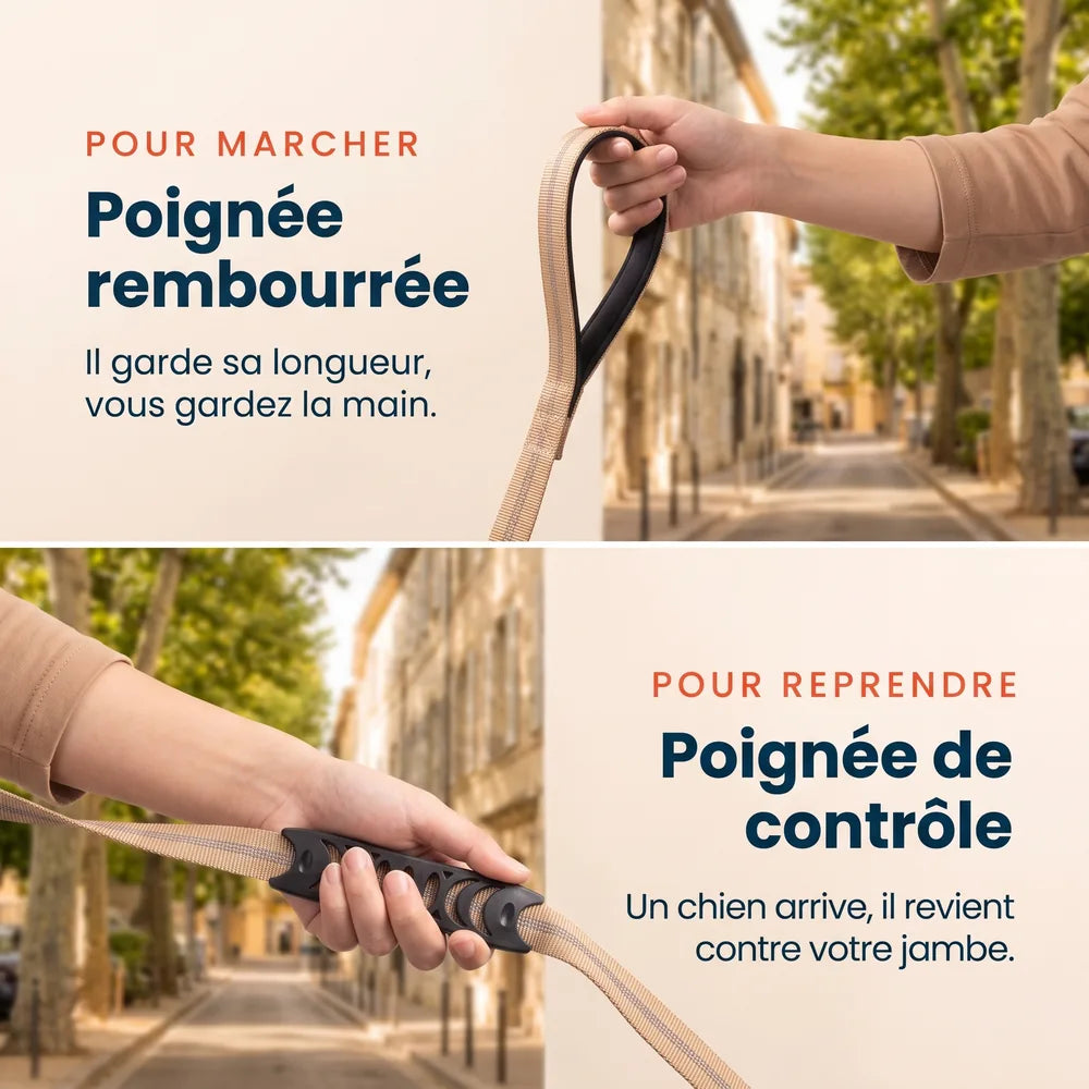 Laisse amortisseur voiture pour chien