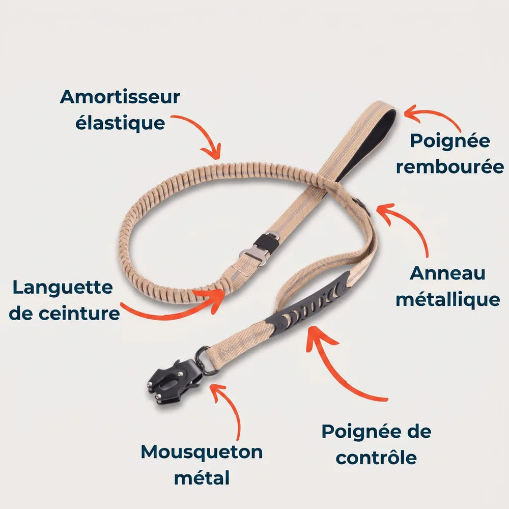 Laisse amortisseur voiture pour chien