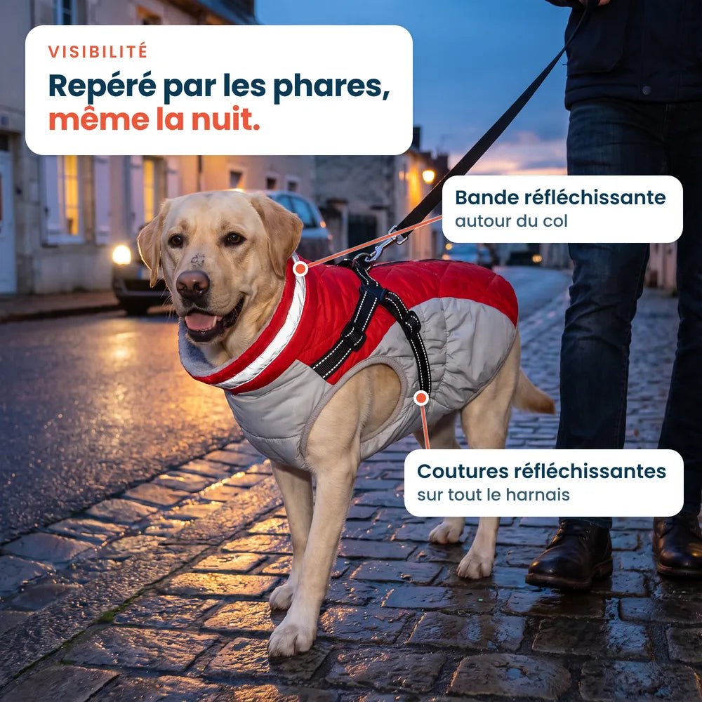 Labrador de nuit avec un manteau imperméable rouge, bande réfléchissante autour du col et coutures réfléchissantes